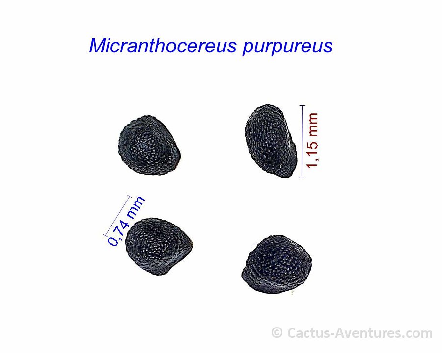 Micranthocereus purpureus AB